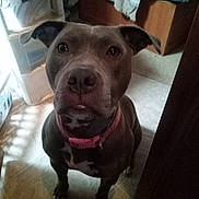 Bianca is registered to the contest to win money with this photo: dog, pet, indoor, floor, collar, curious, brown, white_markings, tile_floor, laundry_basket, furniture, ears_up, looking_up, companion, domestic_animal, canine, sitting, home, shadow, expression