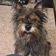 Lady is registered to the contest to win money with this photo: black, bottle, brown, carpet, cozy, cute, dog, ears_up, floor, fur, gray, household_items, indoor, looking_at_camera, pet, scruffy, small_dog, speaker, teeth_showing, vacuum_cleaner