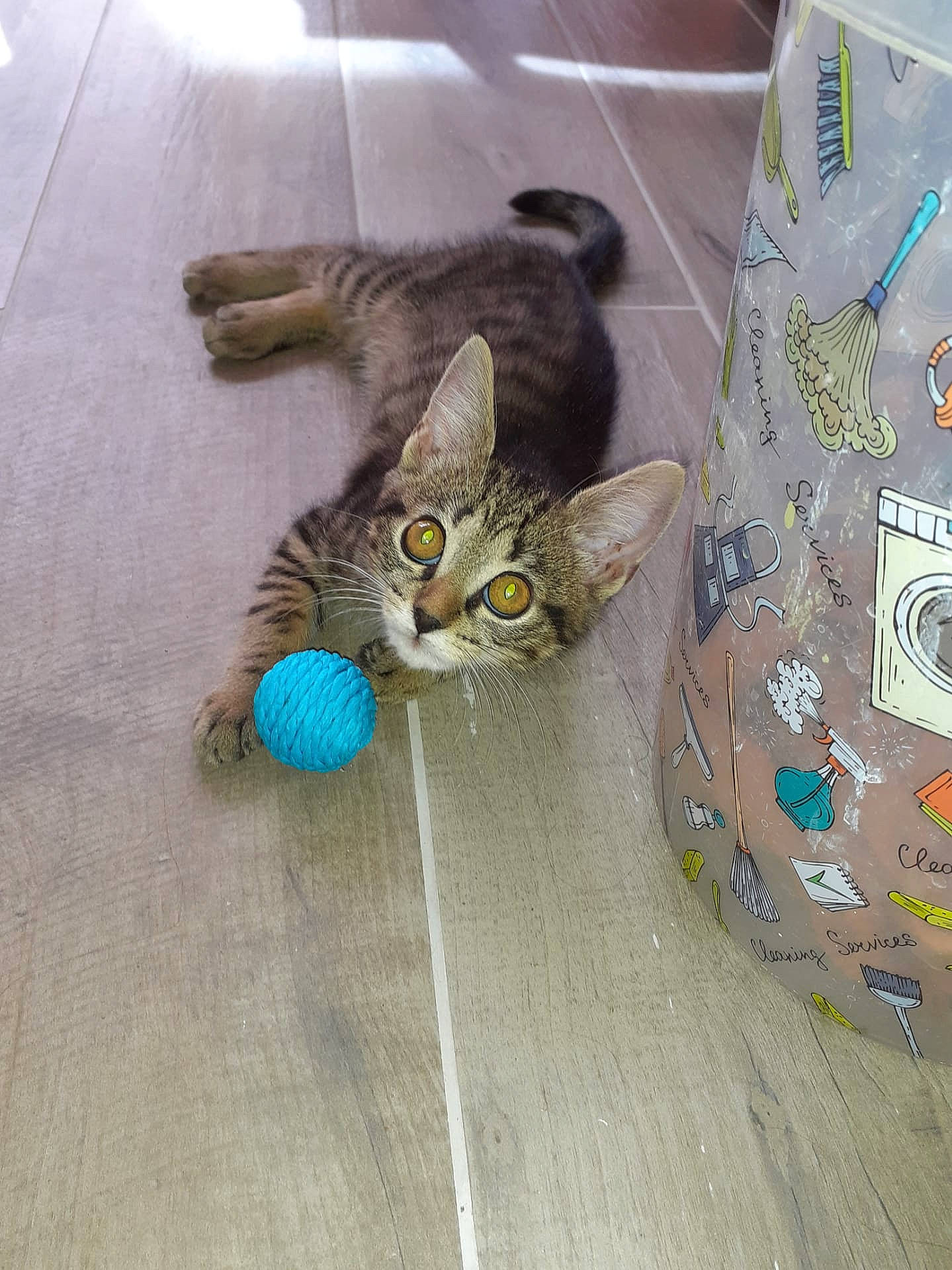 Raymond a rejoint le concours — aidez-le/la à gagner de superbes lots ! aqua, box, carnivore, cat, cat_toy, dog_toy, domestic_short_haired_cat, felidae, fur, pet_supply, small_to_medium_sized_cats, stuffed_toy, tabby_cat, teal, whiskers