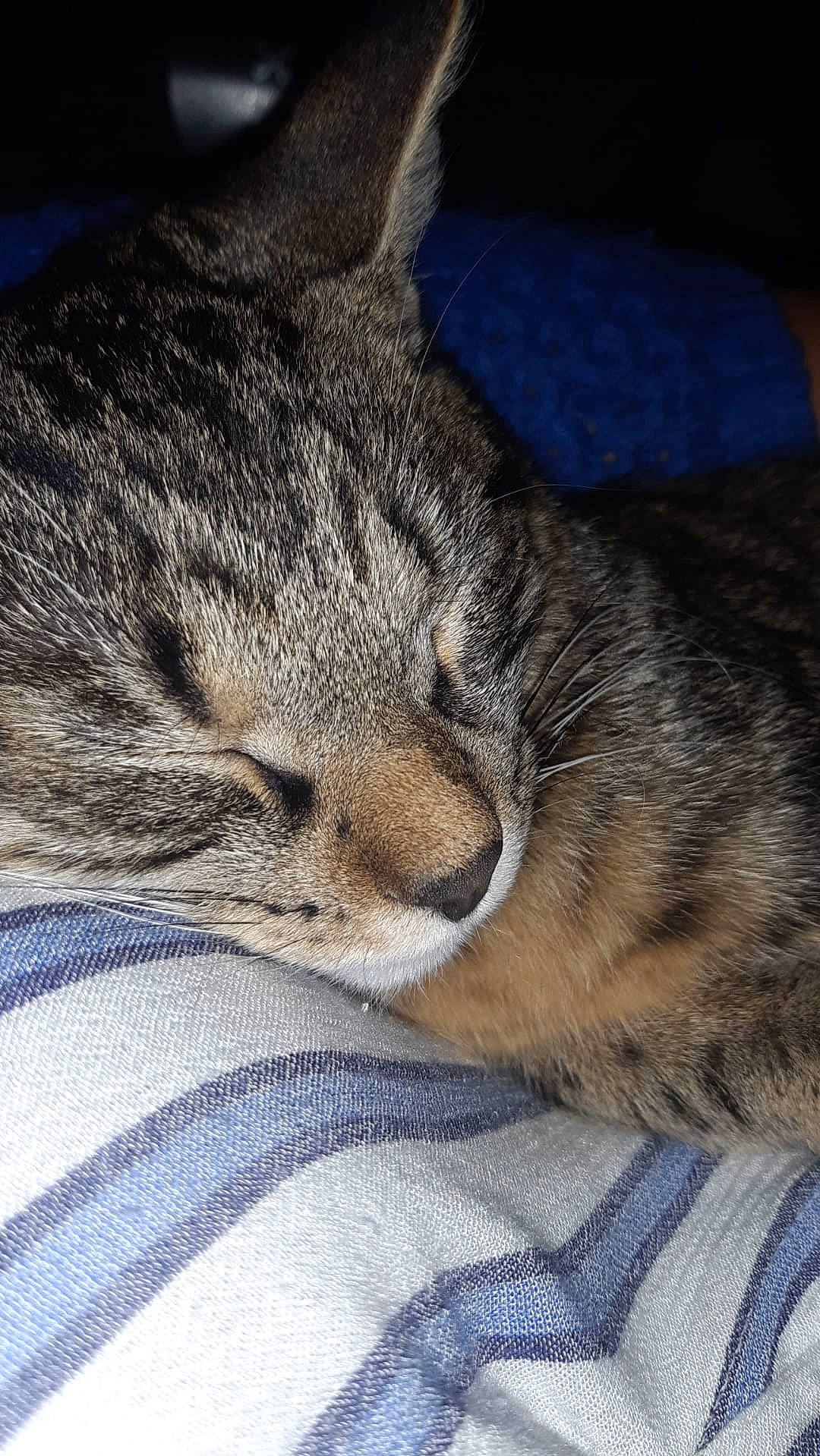 Raymond a rejoint le concours — aidez-le/la à gagner de superbes lots ! blue, carnivore, cat, close_up, comfort, domestic_short_haired_cat, electric_blue, felidae, fur, nap, sleep, small_to_medium_sized_cats, snout, tabby_cat, textile, vertebrate, whiskers