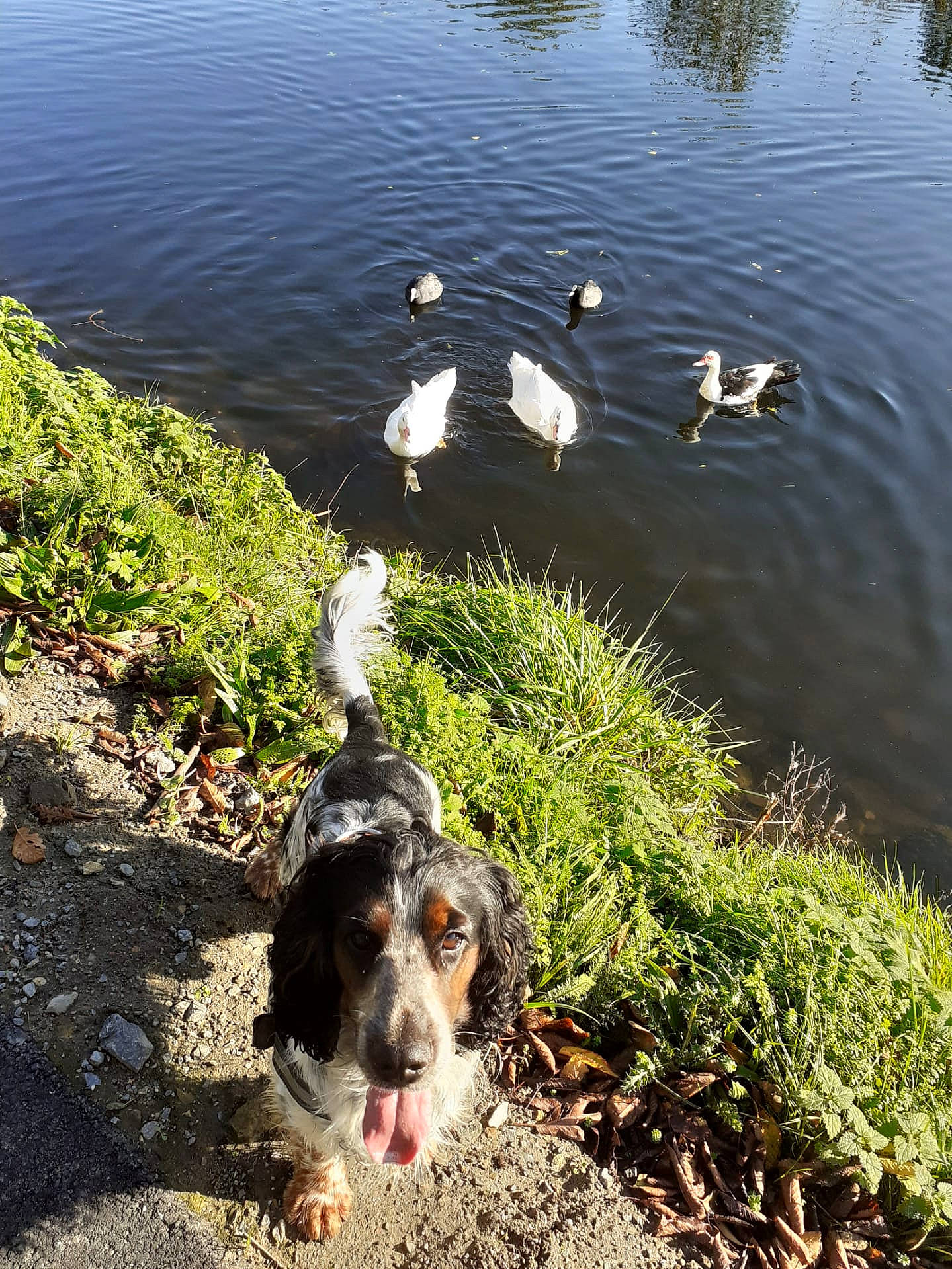 Bill a rejoint le concours — aidez-le/la à gagner de superbes lots ! _geese_and_swans, bird, canidae, carnivore, companion_dog, dog, dog_breed, duck, ducks, goose, hunting_dog, lake, pond, reservoir, snout, sporting_group, vertebrate, water_bird, water_resources, watercourse
