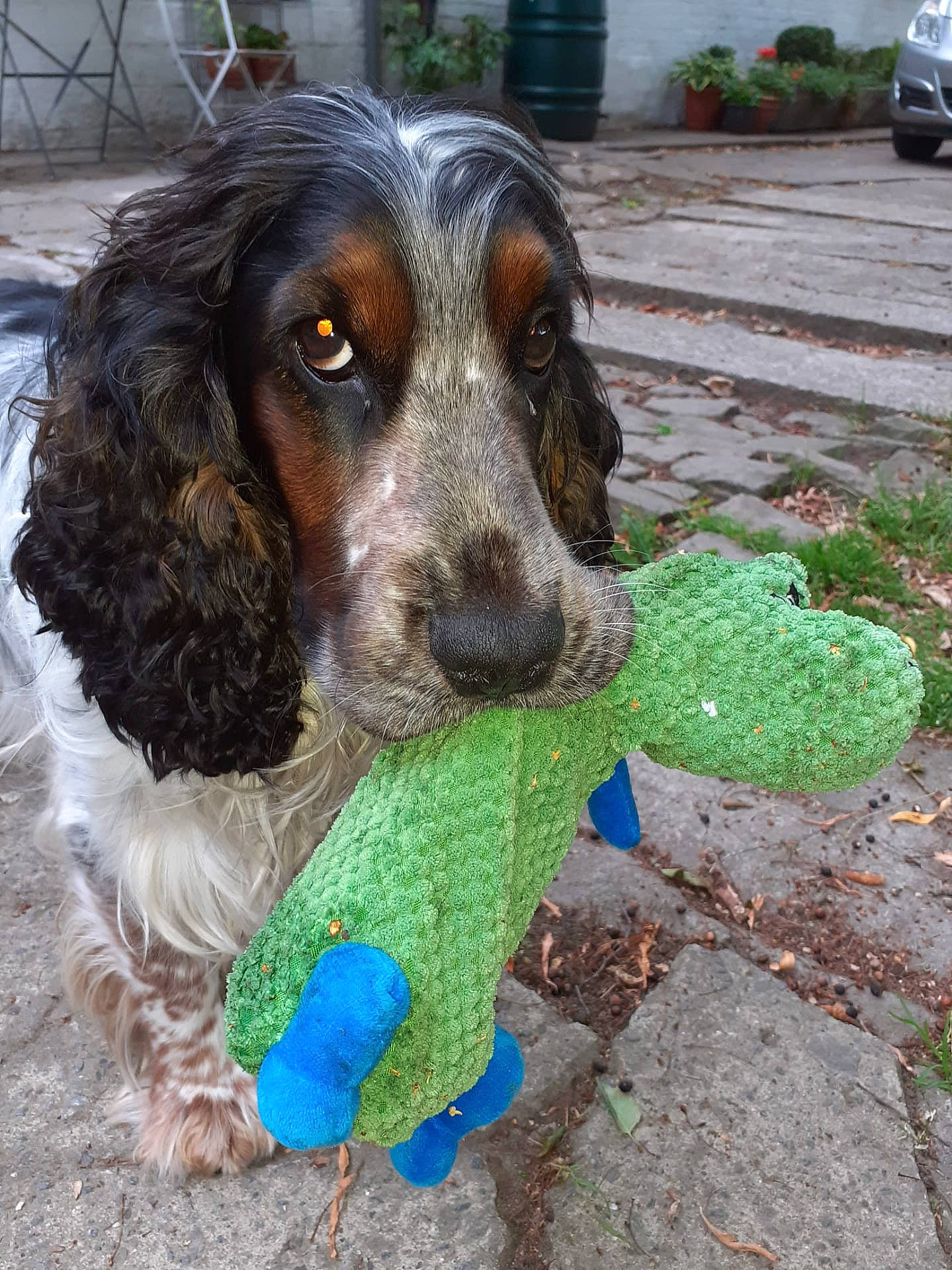 Bill a rejoint le concours — aidez-le/la à gagner de superbes lots ! canidae, carnivore, city_car, collar, companion_dog, dog, dog_breed, dog_supply, dog_toy, fur, hound, mammal, pet_supply, snout, spaniel, sporting_group, teal, turquoise, vertebrate, working_animal