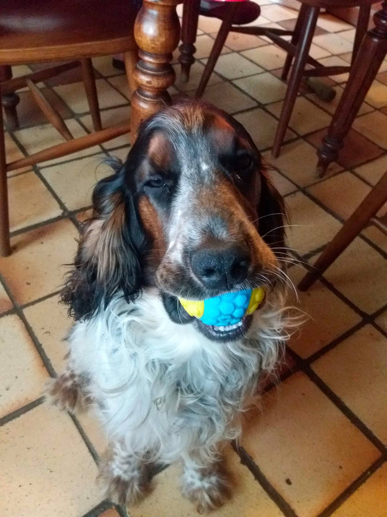 Bill a rejoint le concours — aidez-le/la à gagner de superbes lots ! canidae, carnivore, collar, companion_dog, dog, dog_breed, dog_collar, floor, flooring, fur, hound, liver, snout, spaniel, sporting_group, stool, tile, tile_flooring, tongue, working_animal