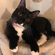 Doja is registered to the contest to win money with this photo: cat, tuxedo_cat, pet, indoor, feline, animal, whiskers, curious, cat_tree, furry, paws, relaxed, yellow_eyes, black_and_white, fur, playing, cute, domestic, fluffy, collar