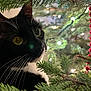 Doja joined the competition — help win amazing prizes! cat, tuxedo_cat, christmas_tree, holiday, decorations, red_beads, greenery, whiskers, closeup, pet, animal, festive, curious, black_and_white, indoor, soft_light, nature, celebration, cute, feline