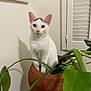 Apollonia joined the competition — help win amazing prizes! cat, white_cat, plant_pot, terracotta_pot, indoor, green_leaves, houseplant, curious_cat, pet, feline, animal, sitting, portrait, looking_at_camera, wall, decor, window_shutters, leaf, plant_stem, pet_indoor
