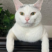 Apollonia is registered to the contest to win money with this photo: cat, white_cat, indoor, furniture, plant, ceiling, curious, pet, animal, closeup, portrait, relaxed, looking_down, ears, whiskers, paws, domestic_cat, houseplant, texture, light