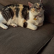 Chai joined the competition — help win amazing prizes! cat, calico, pet, indoor, couch, feline, fur, whiskers, collar, tag, relaxed, animal, cute, domestic, resting, alert, side_view, cozy, soft, tabby