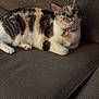 cat, calico, pet, indoor, couch, feline, fur, whiskers, collar, tag, relaxed, animal, cute, domestic, resting, alert, side_view, cozy, soft, tabby