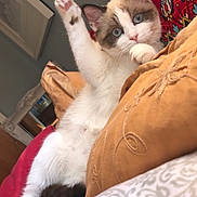 Miso joined the competition — help win amazing prizes! cat, kitten, blue_eyes, stretching, paw, bed, pillow, blanket, indoor, cozy, feline, fur, cute, playful, curious, relaxed, resting, home, animal, pet