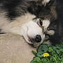 Vidar a rejoint le concours — aidez-le/la à gagner de superbes lots ! dog, resting, sleeping, fluffy, fur, stone, leaf, flower, yellow_flower, outdoor, nature, closeup, animal, pet, calm, relaxed, muzzle, black_and_white, greenery, peaceful