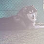 dog, fluffy_dog, grass, fence, outdoor, pet, canine, resting, mesh_fence, chain_link_fence, animal, nature, daylight, quiet, calm, lying_down, fur, muzzle, ears, tail