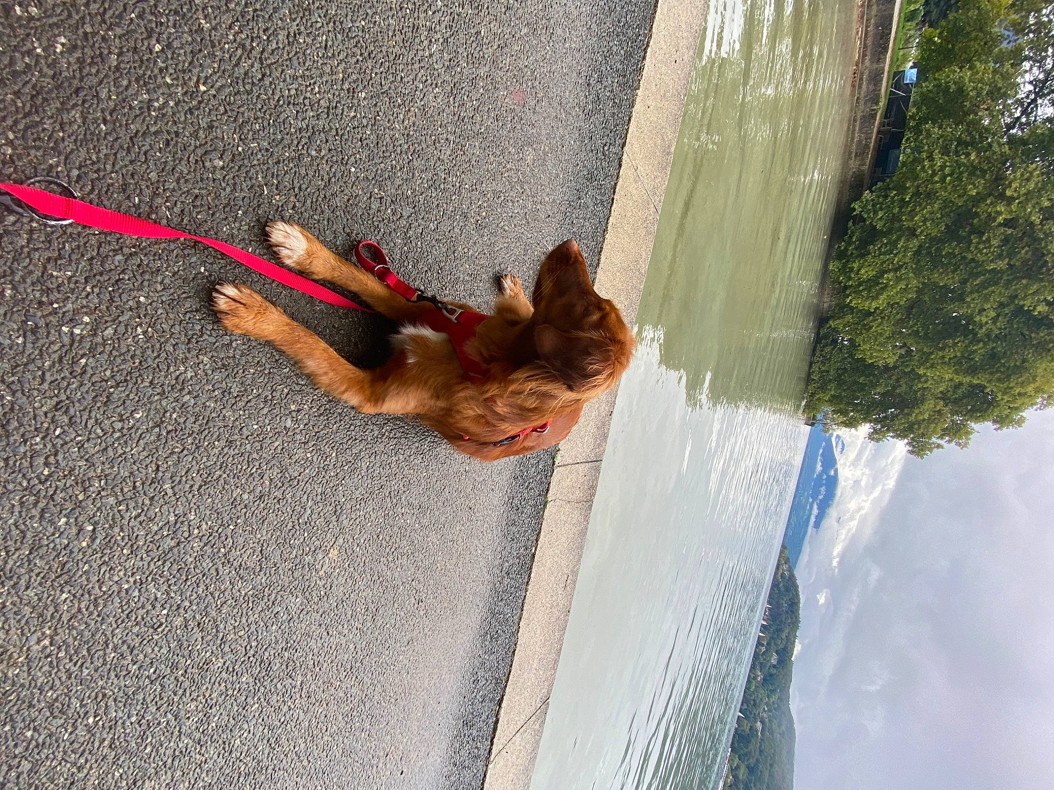 Snow a rejoint le concours — aidez-le/la à gagner de superbes lots ! asphalt, canidae, cloud, dog, fawn, fun, landscape, leg, leisure, plant, recreation, road_surface, shadow, sky, slope, sporting_group, tail, tree, water, wood