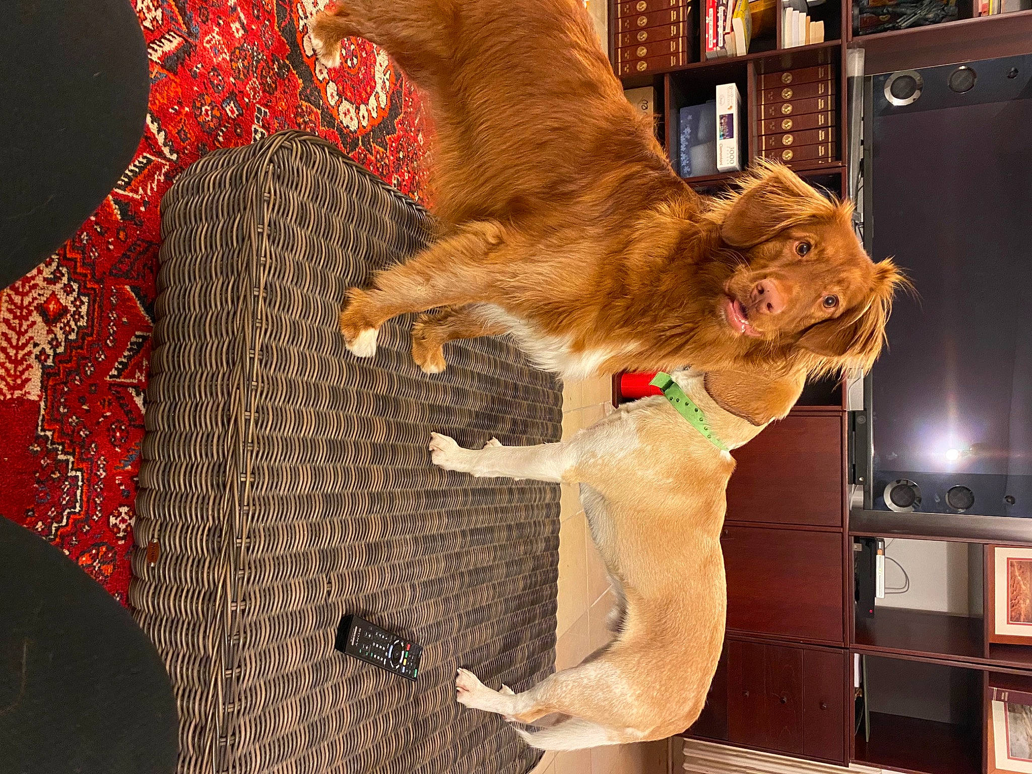 Snow participe au concours pour gagner de l'argent avec cette photo : big_cats, bookcase, canidae, carnivore, companion_dog, dog_breed, domestic_short_haired_cat, fawn, felidae, fur, hat, human_leg, liver, shelf, small_to_medium_sized_cats, snout, sporting_group, tail, whiskers, wood