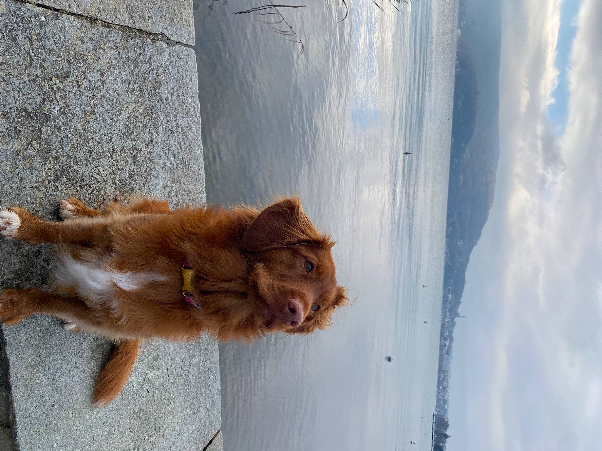 Snow participe au concours pour gagner de l'argent avec cette photo : carnivore, cat, claw, cloud, companion_dog, dog_breed, domestic_short_haired_cat, fawn, felidae, fur, liver, sky, small_to_medium_sized_cats, snout, sporting_group, tail, water, whiskers, window, wood