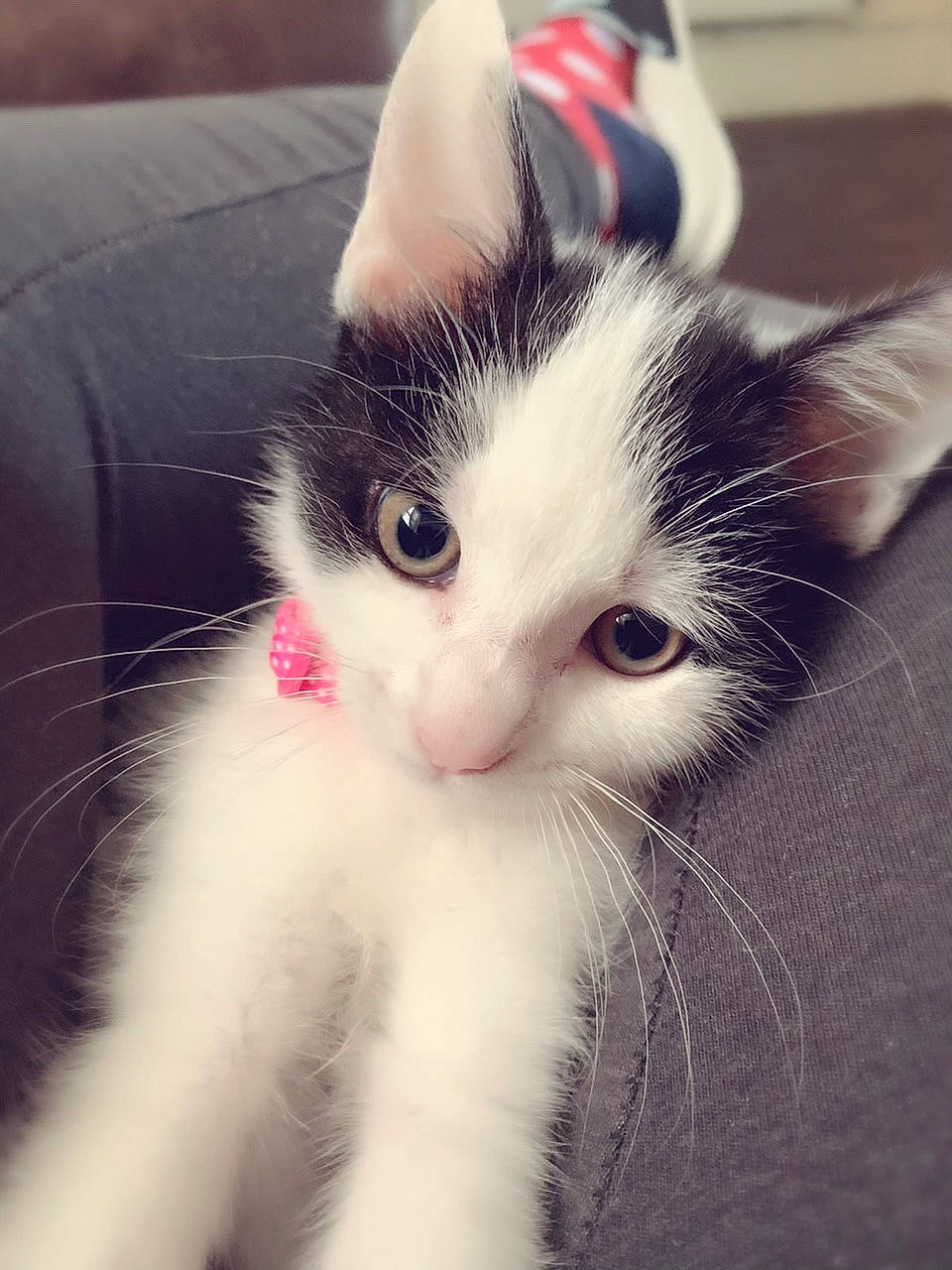 Brexit is registered to the contest to win money with this photo: aegean_cat, black_and_white, carnivore, cat, domestic_short_haired_cat, ear, eye, felidae, fur, iris, kitten, mammal, nose, polydactyl_cat, skin, sky, small_to_medium_sized_cats, snout, turkish_van, whiskers