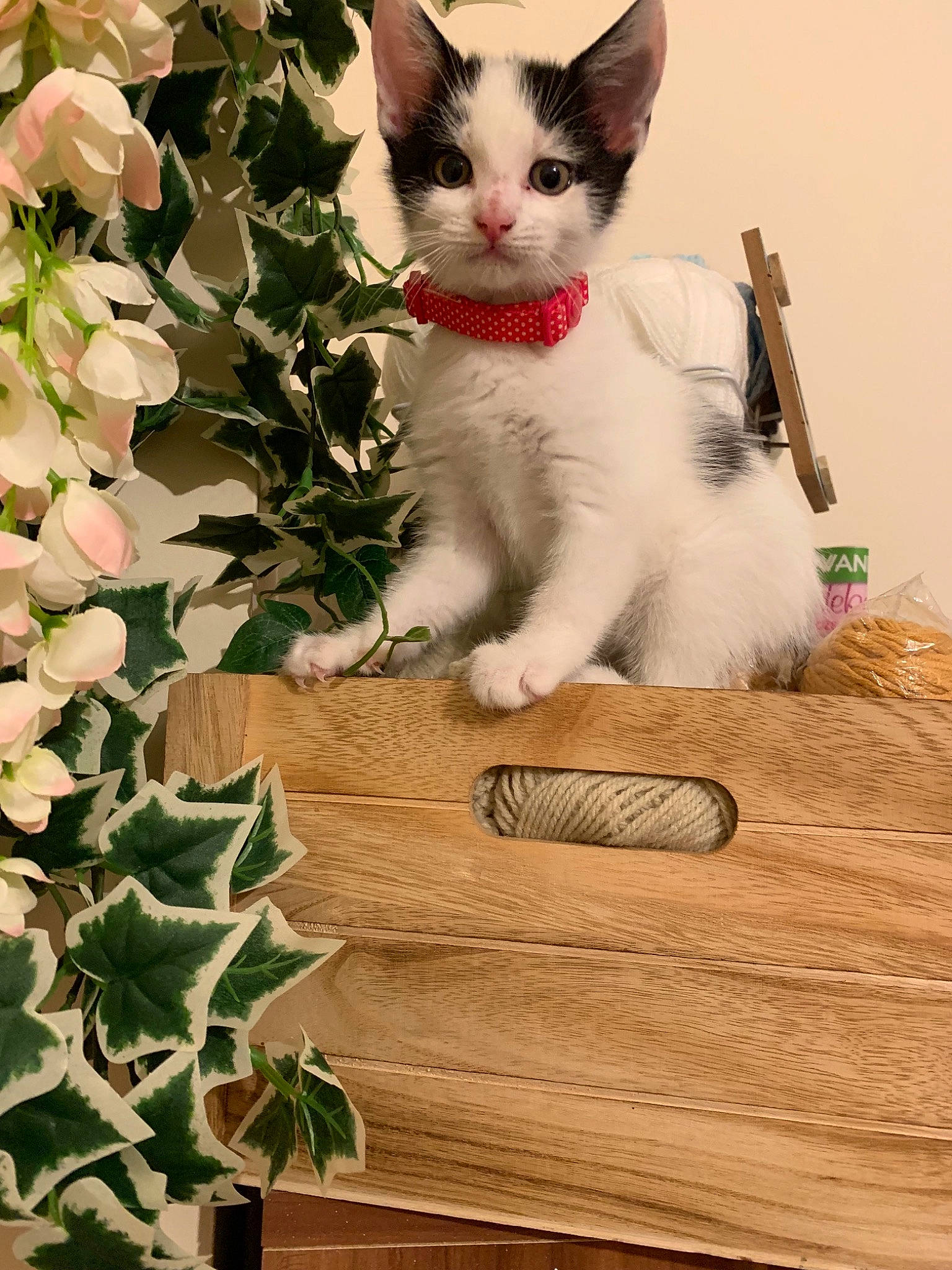 Brexit is registered to the contest to win money with this photo: aegean_cat, asian, carnivore, cat, domestic_short_haired_cat, european_shorthair, fawn, felidae, flower, fur, herbaceous_plant, kitten, mammal, plant, ragamuffin, ragdoll, small_to_medium_sized_cats, turkish_angora, turkish_van, whiskers