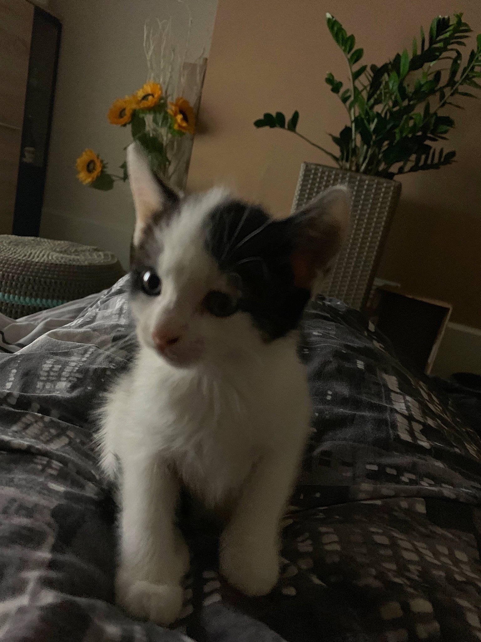 Brexit joined the competition — help win amazing prizes! aegean_cat, american_wirehair, carnivore, cat, domestic_short_haired_cat, ear, european_shorthair, felidae, fur, kitten, mammal, polydactyl_cat, small_to_medium_sized_cats, tail, turkish_angora, turkish_van, whiskers