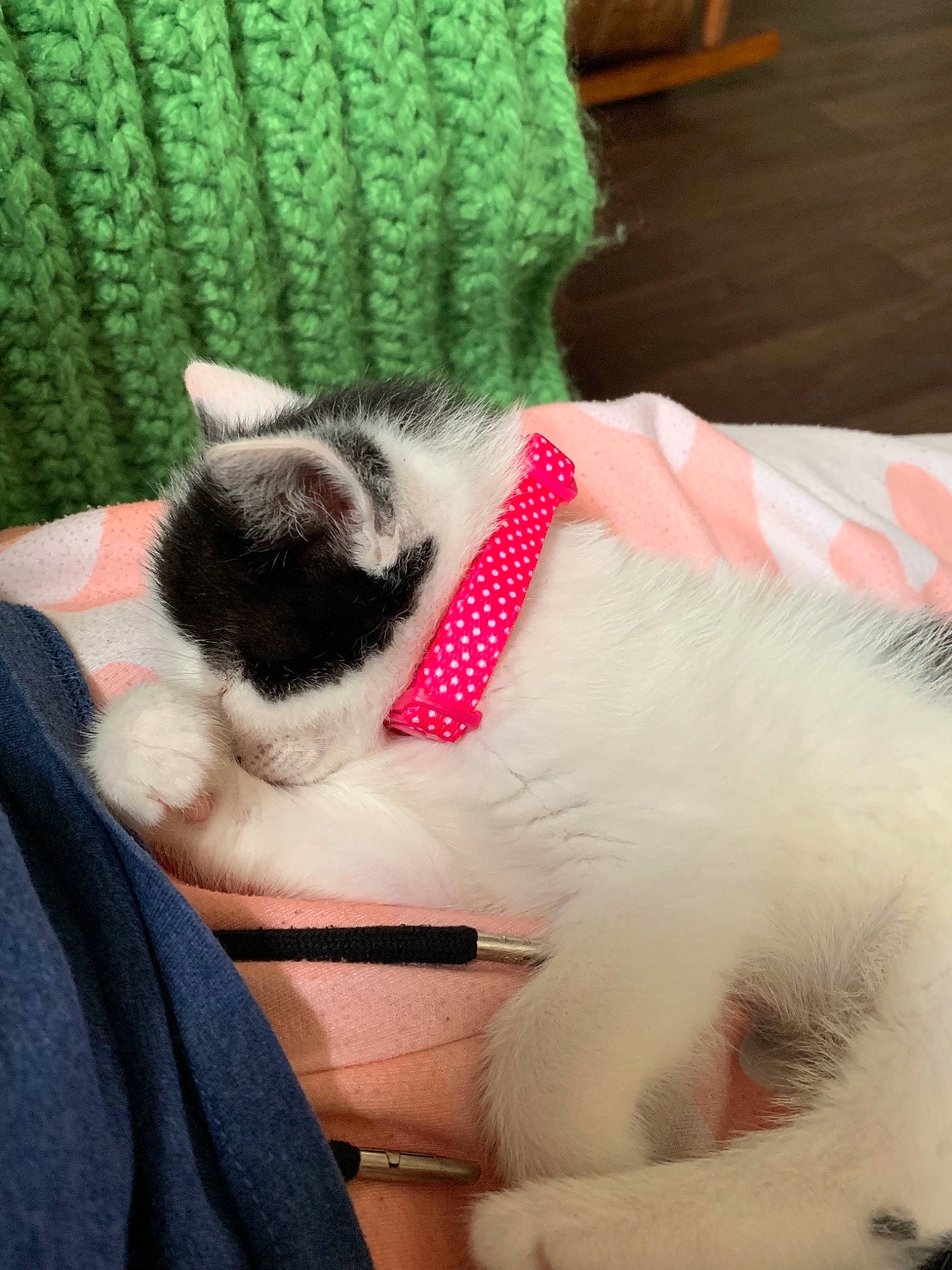 Brexit is registered to the contest to win money with this photo: birman, canidae, carnivore, cat, companion_dog, ear, felidae, fur, kitten, nap, ragdoll, small_to_medium_sized_cats, tail, whiskers