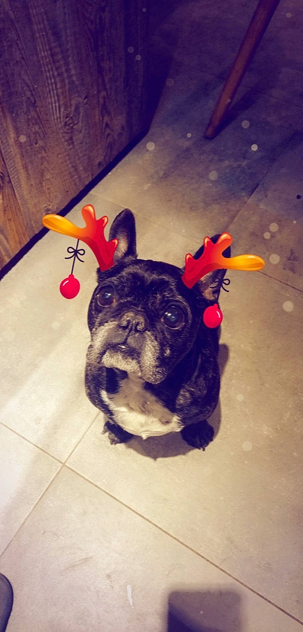 Stitch participe au concours pour gagner de l'argent avec cette photo : art, carnivore, companion_dog, cool, dog, dog_breed, electric_blue, fawn, fictional_character, floor, flooring, head, leash, mammal, snout, sporting_group, toy_dog, whiskers, working_animal, wrinkle