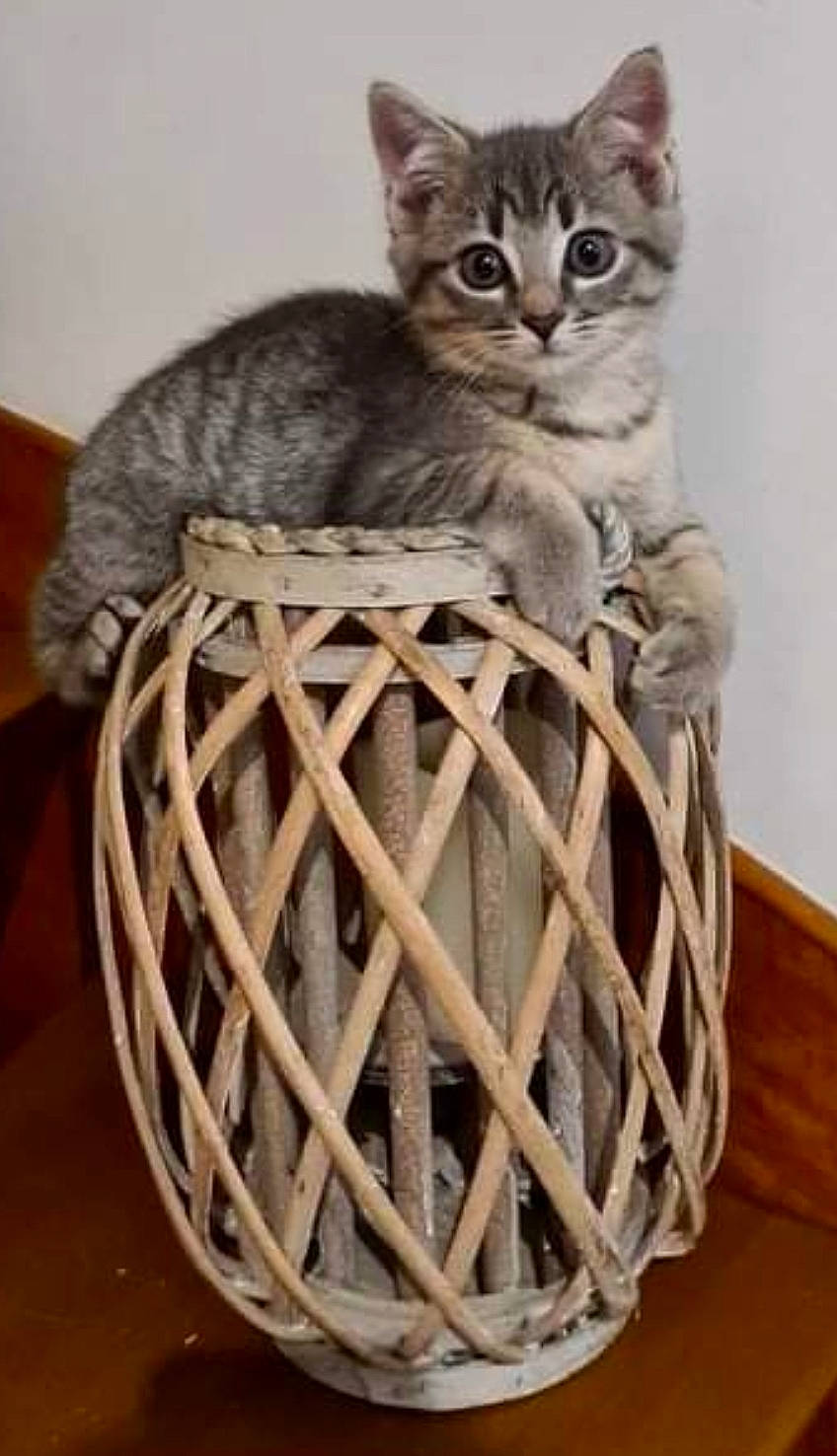 Switch a rejoint le concours — aidez-le/la à gagner de superbes lots ! basket, carnivore, cat, cat_supply, domestic_short_haired_cat, felidae, fur, home_accessories, metal, natural_material, pet_supply, small_to_medium_sized_cats, snout, storage_basket, tail, terrestrial_animal, whiskers, wicker, wood