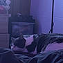 Sage joined the competition — help win amazing prizes! bed, black_and_white_cat, blanket, cat, cozy, domestic, dresser, flowers, furniture, home, indoor, lamp, peaceful, pet, purple_light, quiet, relaxation, resting, sleeping, soft_light