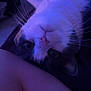 animal, cat, close_range, close_up, cozy, curious, cute, domestic_cat, face, feline, fur, indoor, lying_down, pet, portrait, purple_tint, relaxed, soft_light, upside_down, whiskers