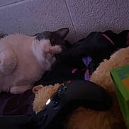 Sage is registered to the contest to win money with this photo: animal, background_wall, bedroom, black, casual, cat, closeup, cozy, dim_lighting, feline, game_controller, indoor, lying_down, pet, pink_nose, plush_toy, relaxed, resting, soft, white