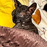 Edmund is registered to the contest to win money with this photo: hairless_cat, sleeping, cozy, blanket, pillow, yellow, brown, white, patterned_blanket, pet, indoor, resting, cute, animal, feline, closeup, texture, soft, tongue_out, relaxed