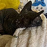 animal, black_cat, blanket, bunny_bag, cat, close_up, cozy, cute, domestic_animal, feline, furless, hairless_cat, indoor, pet, plush_toy, relaxed, resting, sleepy, soft_texture, spotted