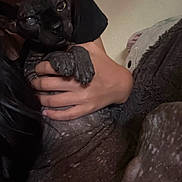 Edmund joined the competition — help win amazing prizes! sphynx_cat, cat, pet, hairless_cat, hand, person, indoor, animal, wrinkled_skin, ears, eye, face, fingers, grip, plush_toy, cozy, close_up, skin_texture, resting, dark_background