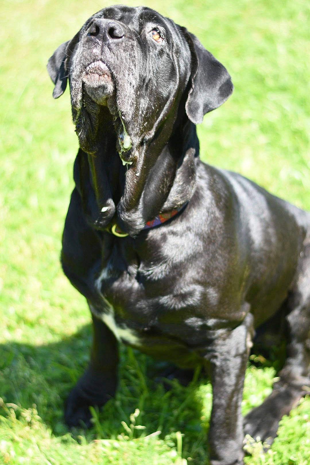 Diamond joined the competition — help win amazing prizes! borador, canidae, carnivore, companion_dog, dog, dog_breed, dog_collar, fawn, grass, gun_dog, hunting_dog, liver, plant, snout, sporting_group, tail, terrestrial_animal, whiskers, working_animal, working_dog