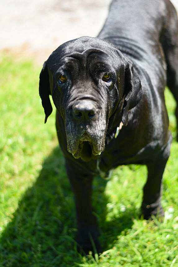 Diamond is registered to the contest to win money with this photo: art, borador, canidae, carnivore, companion_dog, dog, dog_breed, dog_collar, fawn, grass, guard_dog, gun_dog, liver, plant, snout, tail, terrestrial_animal, whiskers, working_animal, working_dog