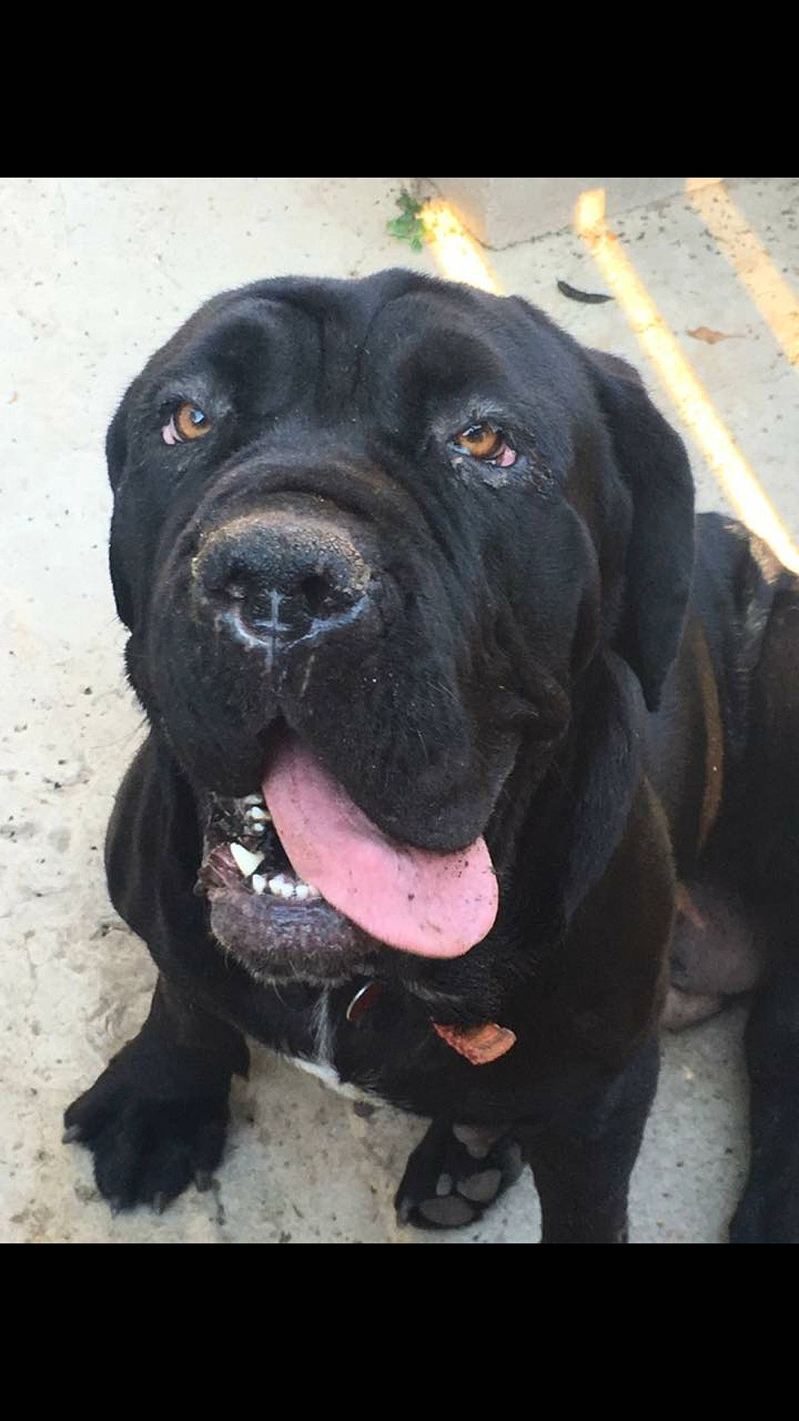 Diamond is registered to the contest to win money with this photo: automotive_tire, borador, canidae, carnivore, collar, companion_dog, dog, dog_breed, dog_collar, fawn, fur, guard_dog, gun_dog, non_sporting_group, snout, sporting_group, terrestrial_animal, whiskers, working_animal, working_dog