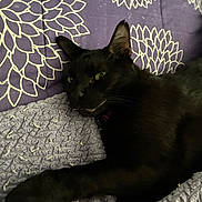 Sparky is registered to the contest to win money with this photo: animal, black_cat, cat, closeup, cozy, cute, domestic_cat, feline, floral_pattern, fur, indoor, laying_down, pet, purple_background, purple_blanket, relaxed, resting, sleepy, texture, whiskers