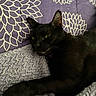 animal, black_cat, cat, closeup, cozy, cute, domestic_cat, feline, floral_pattern, fur, indoor, laying_down, pet, purple_background, purple_blanket, relaxed, resting, sleepy, texture, whiskers