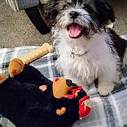 Roofus is registered to the contest to win money with this photo: dog, puppy, smiling, tongue_out, furry, black_and_white, stuffed_toy, blanket, carpet, indoor, collar, paws, playful, toy_chewing, happy, close_up, pet, home, plaid, couch