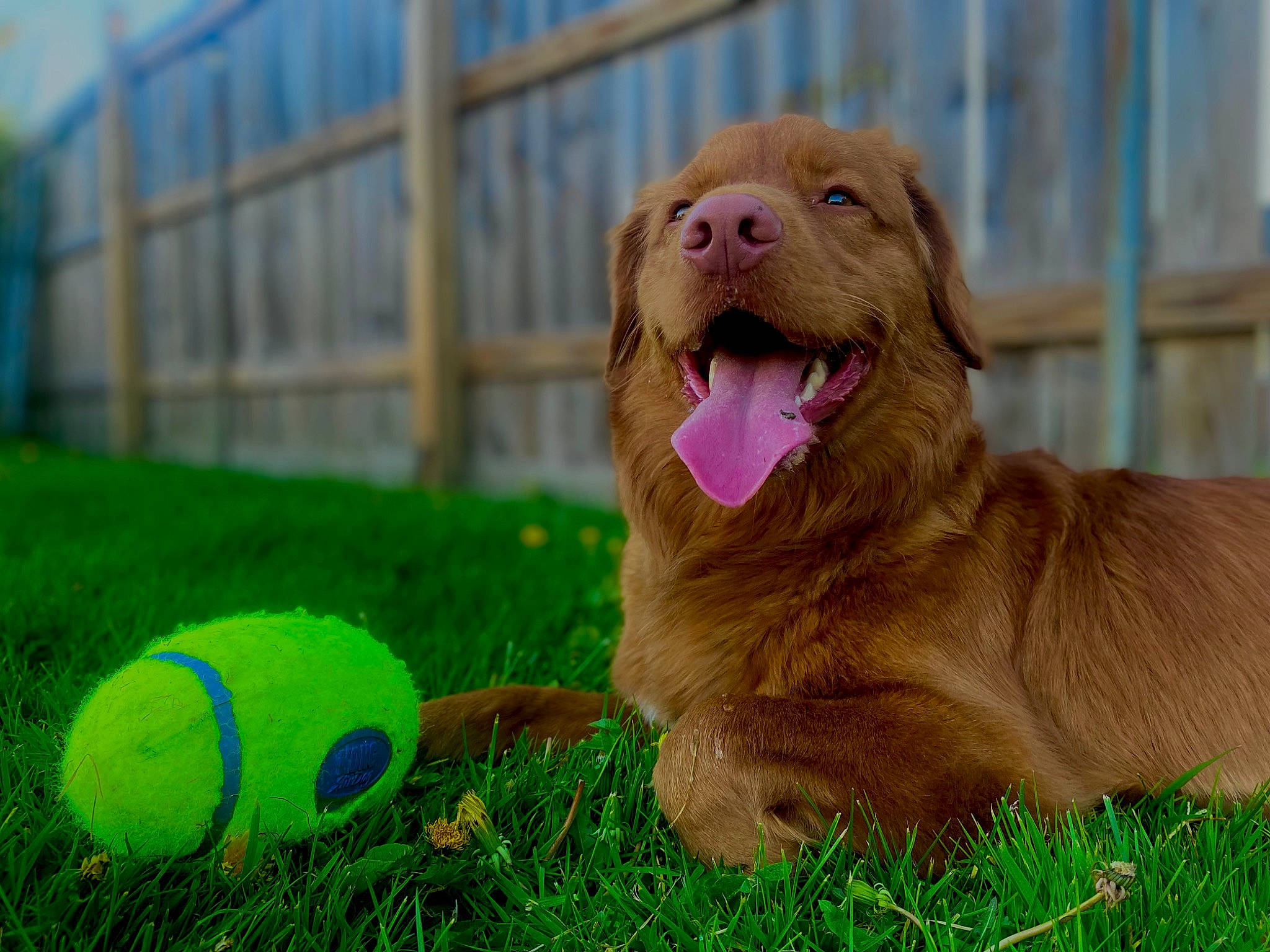 Dillios joined the competition — help win amazing prizes! ball, canidae, carnivore, companion_dog, dog, dog_breed, dog_toy, fawn, grass, happy, liver, snout, sports_equipment, sports_toy, tennis_ball, terrestrial_animal, toy, whiskers, wildlife, yawn
