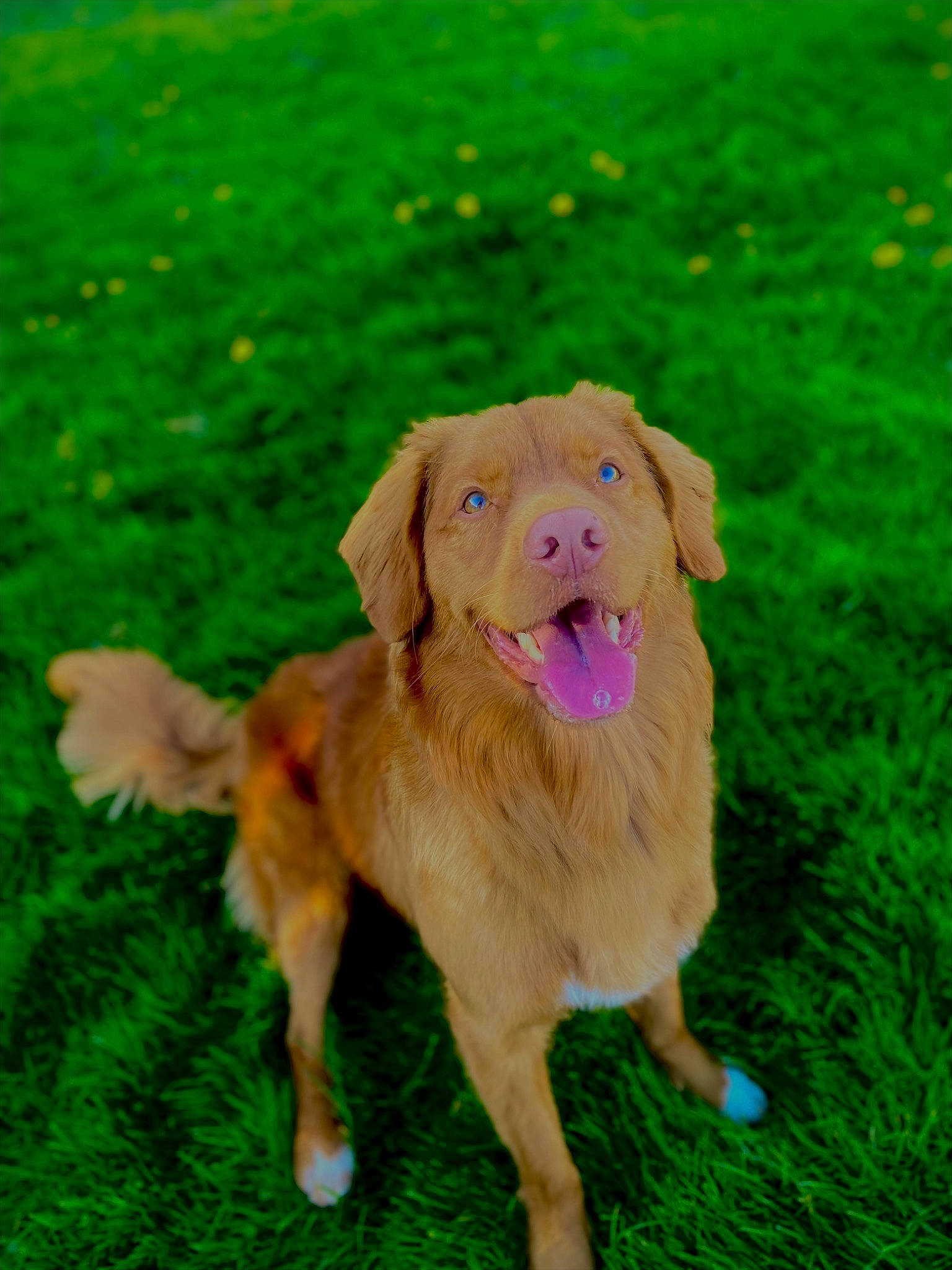 Dillios joined the competition — help win amazing prizes! canidae, carnivore, companion_dog, dog, dog_breed, dog_collar, fawn, grass, grass_family, grassland, groundcover, gun_dog, lawn, liver, plant, retriever, sporting_group, tail, terrestrial_animal, working_animal