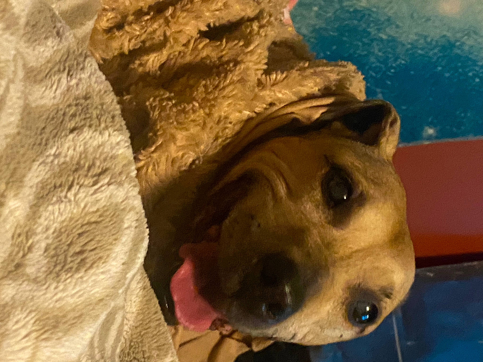 Bambi is registered to the contest to win money with this photo: adventure, art, artifact, canidae, carnivore, dog, dog_breed, fang, fawn, jaw, landscape, metal, plant, recreation, snout, sporting_group, terrestrial_animal, water, whiskers, working_animal