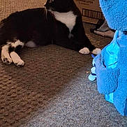 Sassy is registered to the contest to win money with this photo: cat, black_and_white, carpet, indoor, box, tidy_cats, litter, plush_toy, blue, fuzzy, animal, pet, relaxed, curious, floor, soft_texture, whiskers, paws, side_view, domestic