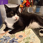 Lily joined the competition — help win amazing prizes! cat, tuxedo_cat, black_and_white, pet, animal, table, table_mat, floral_pattern, water_filter, kitchen, domestic, relaxed, indoor, fur, whiskers, paw, face, eyes, nose, tail