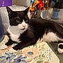 cat, tuxedo_cat, black_and_white, pet, animal, table, table_mat, floral_pattern, water_filter, kitchen, domestic, relaxed, indoor, fur, whiskers, paw, face, eyes, nose, tail