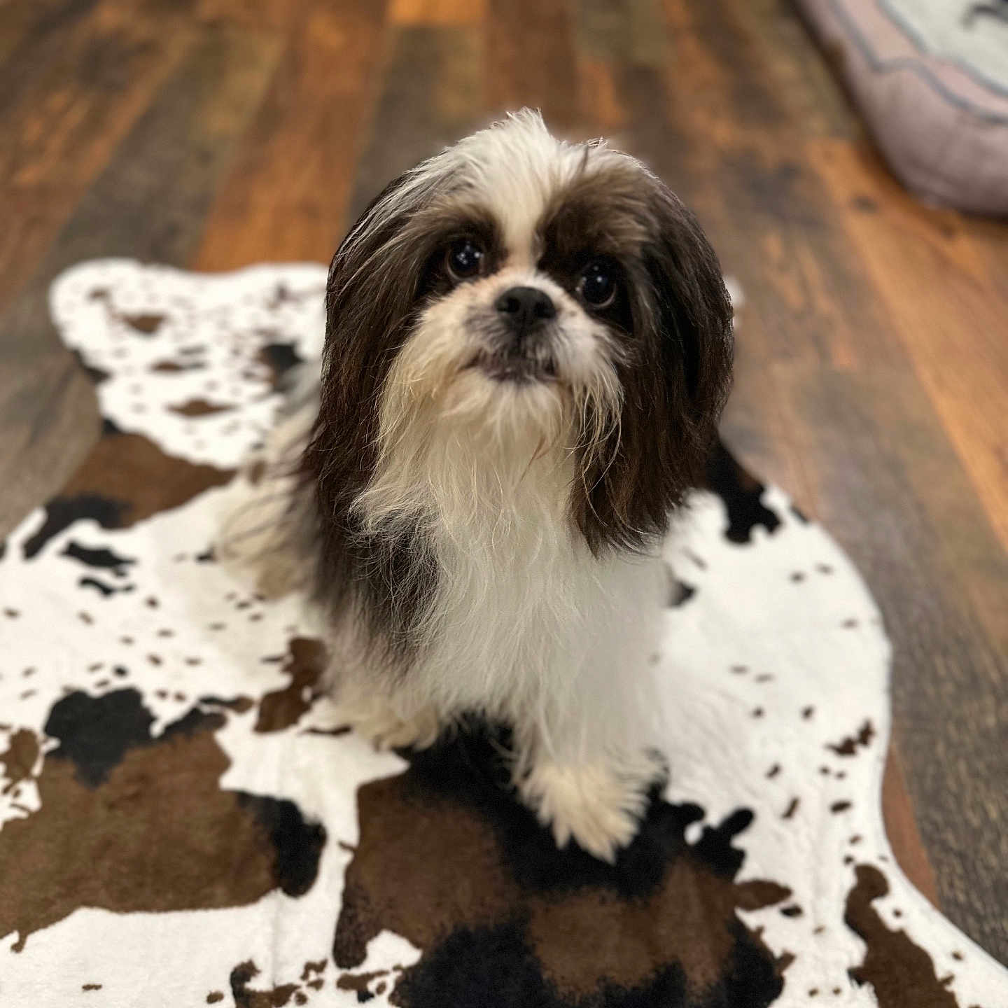 Chico