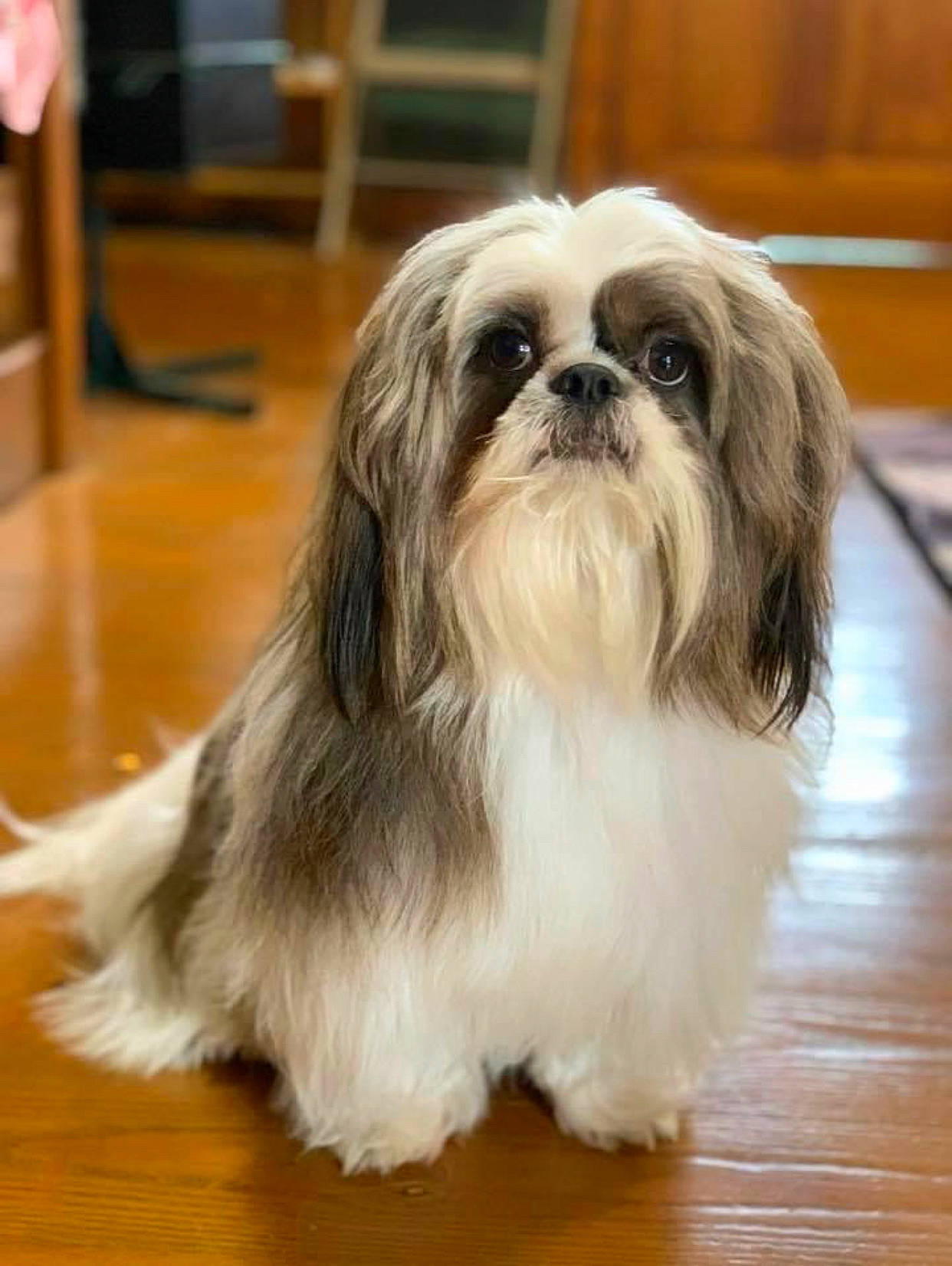 Chico joined the competition — help win amazing prizes! ancient_dog_breeds, canidae, carnivore, chinese_imperial_dog, companion_dog, dog, dog_breed, kyi_leo, lhasa_apso, liver, lowchen, maltepoo, mammal, non_sporting_group, rare_breed_dog, shih_tzu, snout, tibetan_terrier, toy_dog, vertebrate