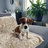 Aïko participe au concours pour gagner de l'argent avec cette photo : puppy, dog, brown_and_white, blanket, paw_prints, bone_pattern, sofa, living_room, plant, window, cozy, furniture, pet, indoor, cute, small_dog, sitting, decor, natural_light, home