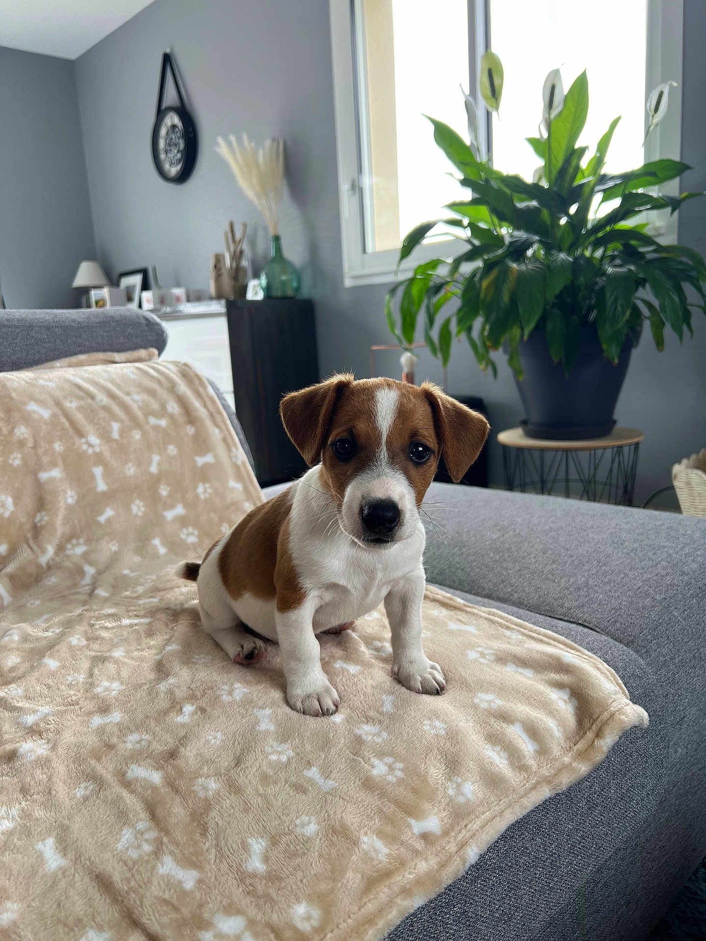 Aïko participe au concours pour gagner de l'argent avec cette photo : puppy, dog, brown_and_white, blanket, paw_prints, bone_pattern, sofa, living_room, plant, window, cozy, furniture, pet, indoor, cute, small_dog, sitting, decor, natural_light, home