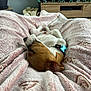 dog, puppy, blanket, pink, relaxing, indoor, pet, fur, sleeping, cozy, home, wooden_furniture, plant, decor, comfort, collar, small_dog, resting, cute, animal