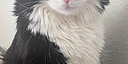 Mr Boots joined the competition — help win amazing prizes! cat, black_and_white, fluffy, pet, animal, feline, whiskers, pink_nose, portrait, indoor, curious, soft_fur, close_up, sitting, ears, face, eyes, furry, domestic_animal, cute