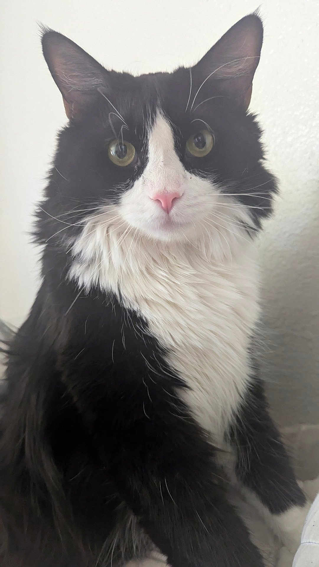 Mr Boots